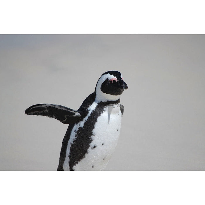 Penguin Waving Gloss Poster Printed | Wallhogs