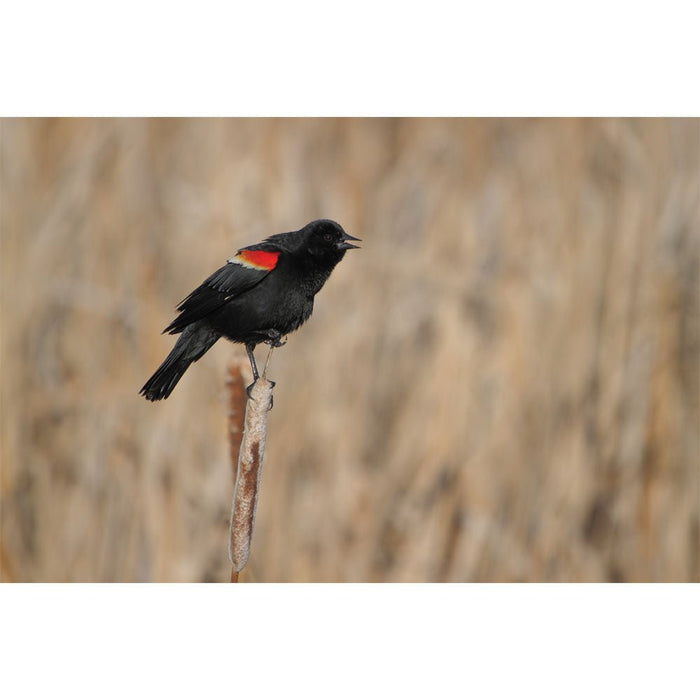 Red Winged Blackbird Wall Decal Printed | Wallhogs
