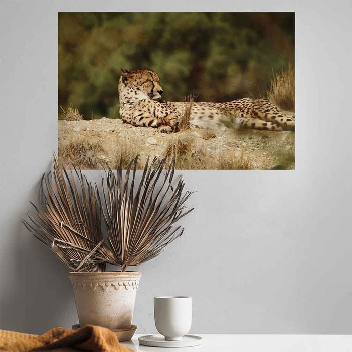 16x24 inch Relaxed Cheetah Decal Installed Above Plant