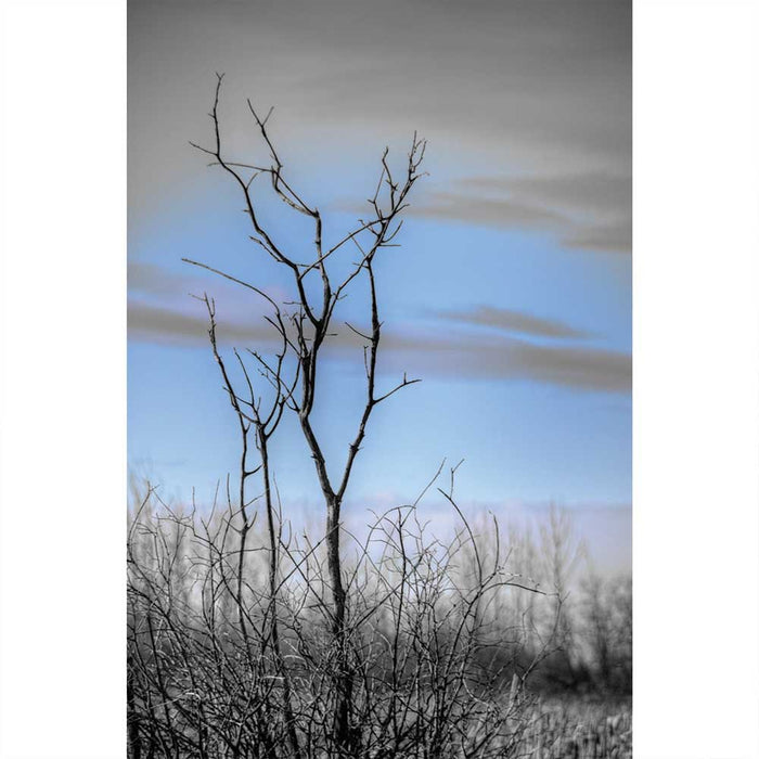 Winter Tree Gloss Poster Printed | Wallhogs