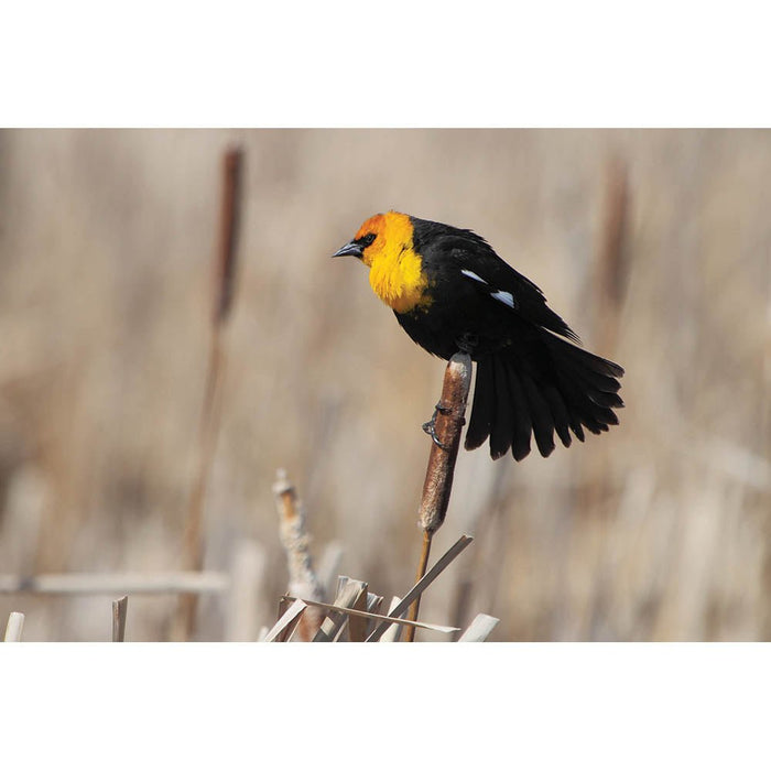 Yellow Headed Blackbird Wall Decal Printed | Wallhogs
