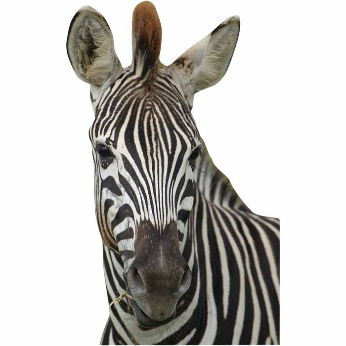 Die-Cut Zebra Wall Decal Printed | Wallhogs