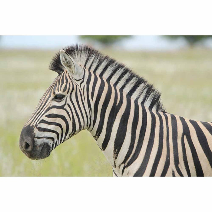 Zebra Profile Gloss Poster Printed \ Wallhogs