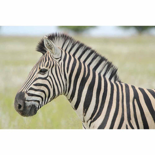 Zebra Profile Gloss Poster Printed \ Wallhogs