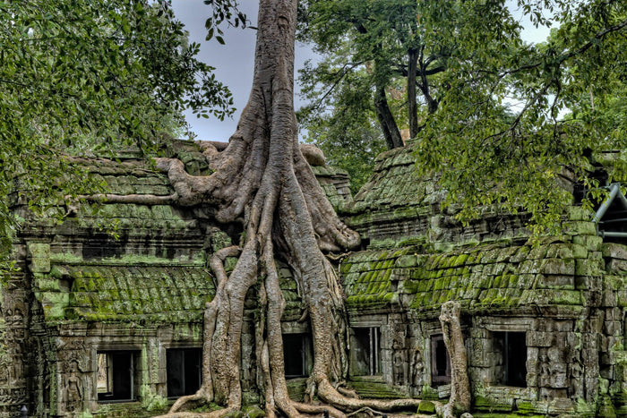 Cambodian Sweet Phenom Samkoh – CAM RAVISH - theperfumist - the house of the perfumist - royal attar