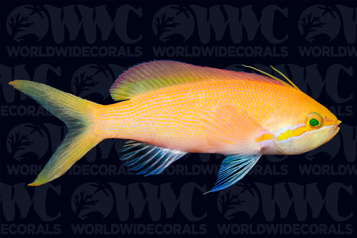 Carberryi Anthias- Maldives