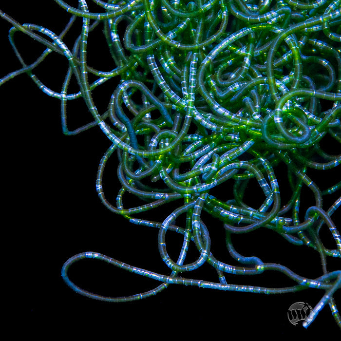 Chaetomorpha Algae
