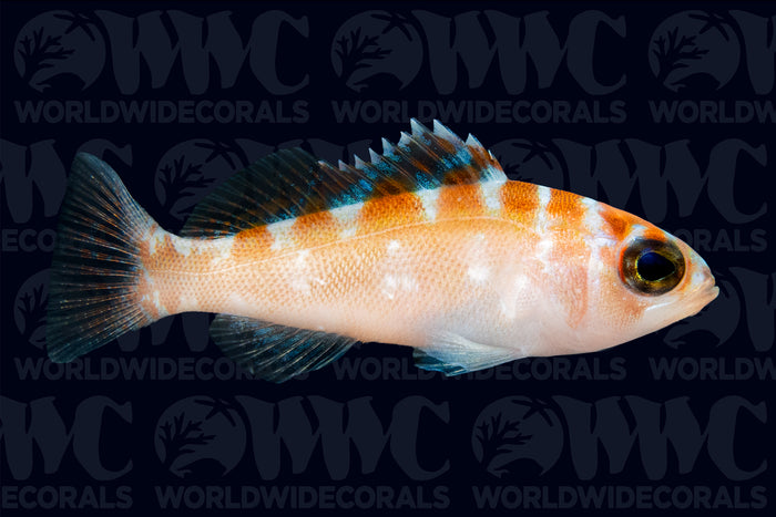 Chalk Basslet - Caribbean