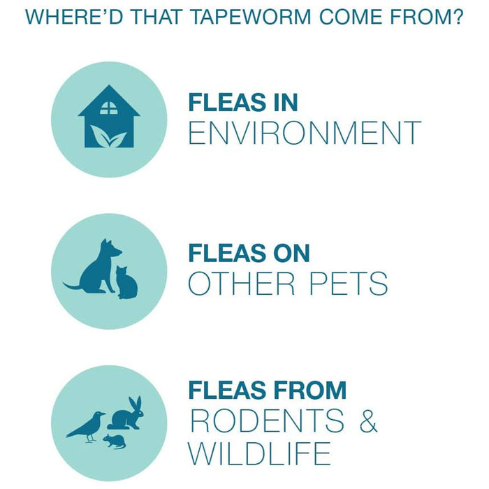 Fleas coming from environment pets and rodents