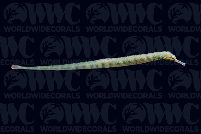 Dragonface Pipefish - Indonesia