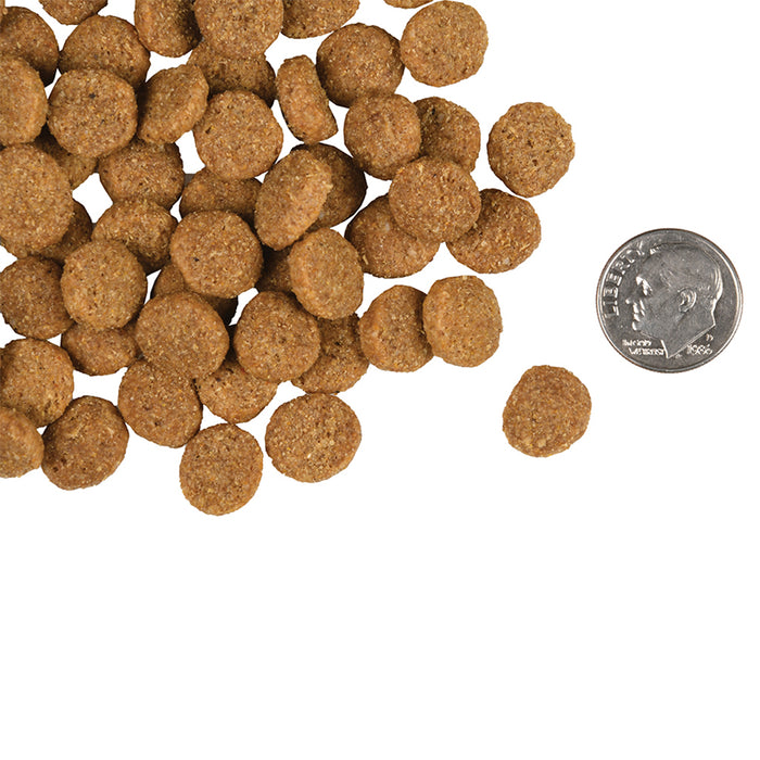 Gold Large Breed Adult kibble compared in size to a dime.