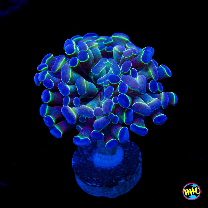 Hologram Branching Hammer