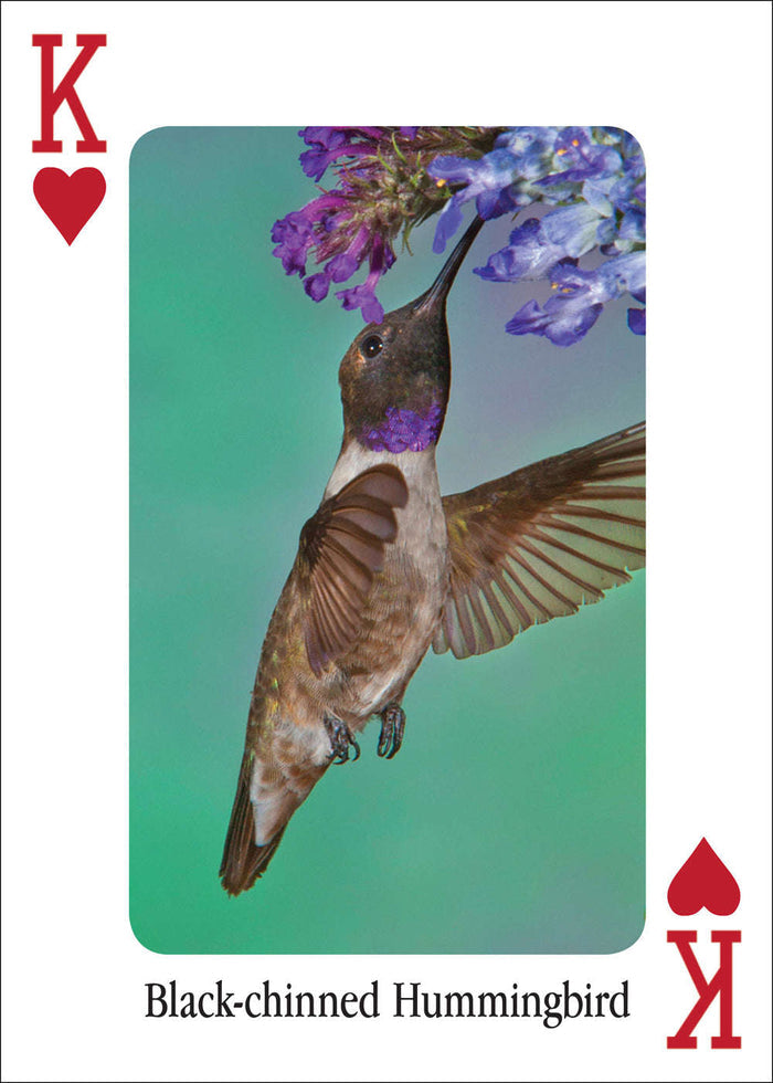 PlayingCardDecks.com-Hummingbirds Playing Cards