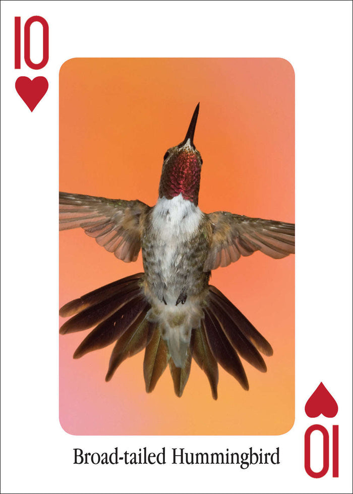 PlayingCardDecks.com-Hummingbirds Playing Cards