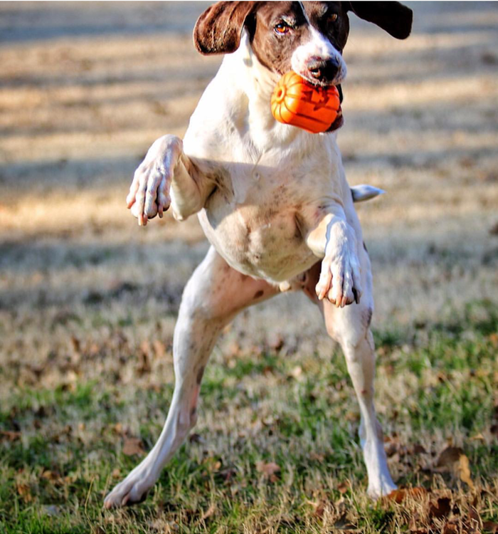 Jack O' Lantern Dog Toy - Durable Halloween Chew Toy for Large Dogs | USA Made