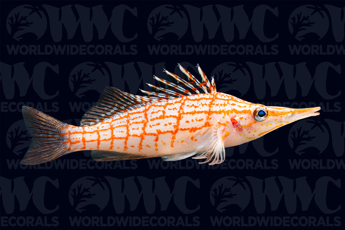 Longnose Hawkfish - Philippines
