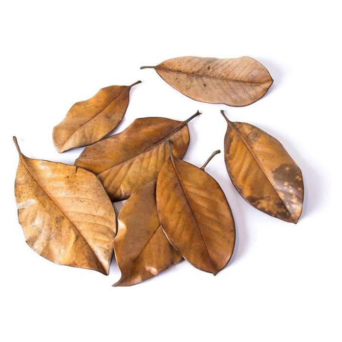 Magnolia Leaf Litter for Reptiles 4qts out of bag.
