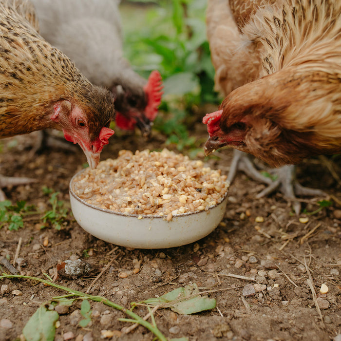 Chickens eating Organic Layer Mash