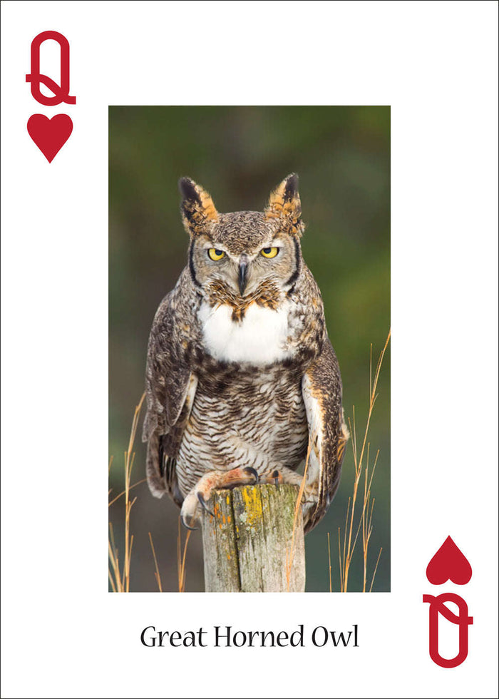 PlayingCardDecks.com-Owls Playing Cards