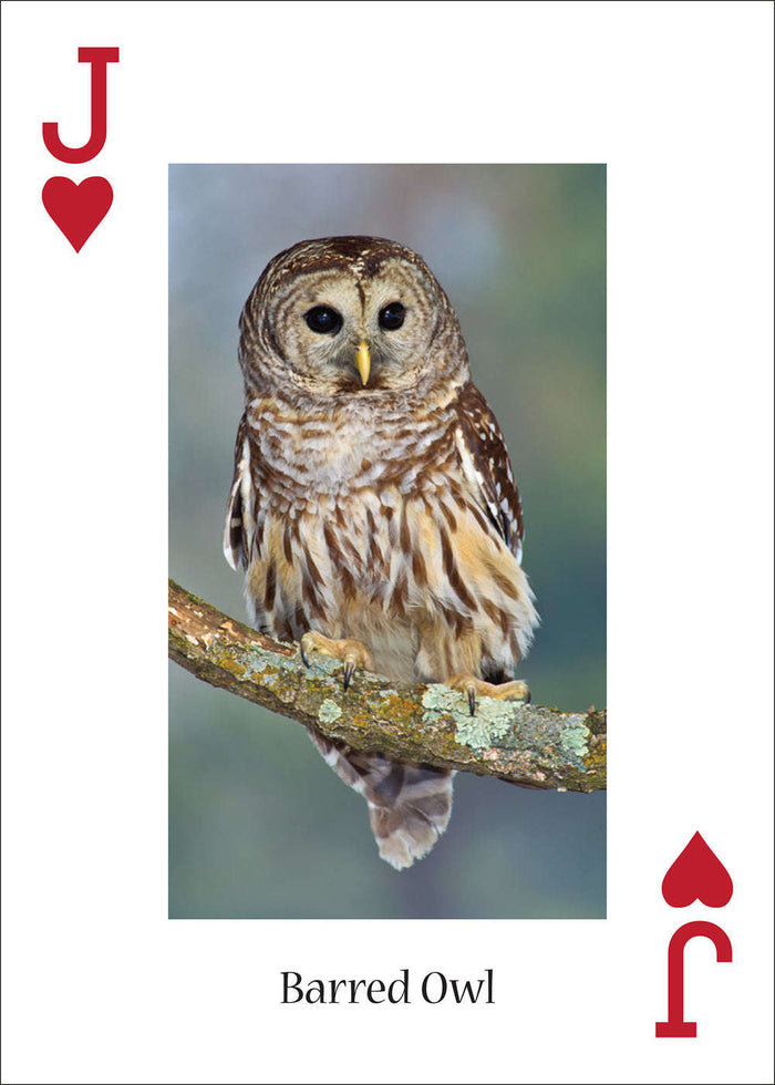 PlayingCardDecks.com-Owls Playing Cards