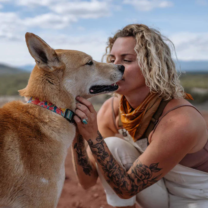 Dog wearing PackLeader Dog Collar
