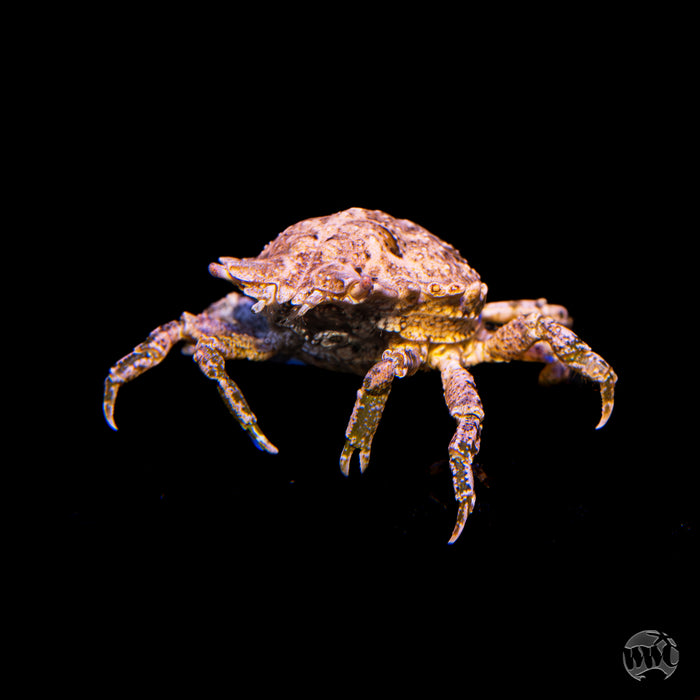 Pitho Crab