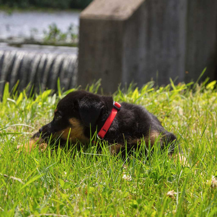 Red Collar
