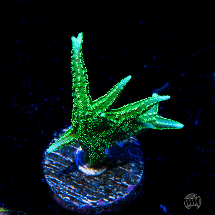 RF Jade Dragon Birdsnest Coral