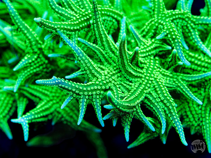 RF Jade Dragon Birdsnest Coral