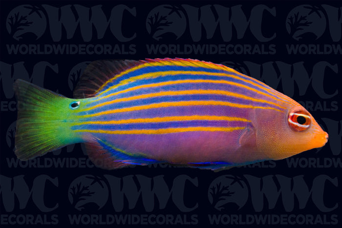 Six Line Wrasse- Fiji