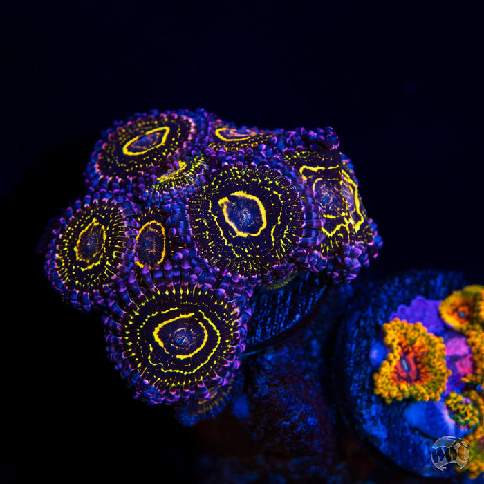 Stratosphere Zoanthids - Mother Colony Photo