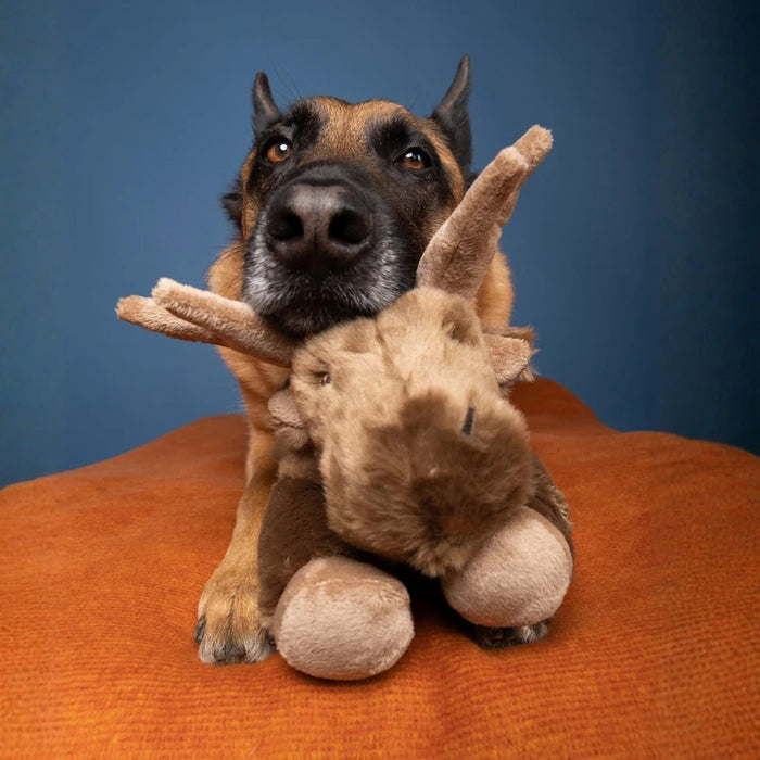 German Shepherd lying on Trax moose plush toy
