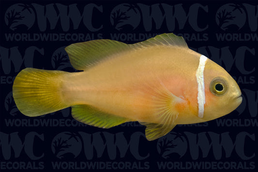 True Rose Skunk Clownfish - Aquacultured - USA (QM Labs)
