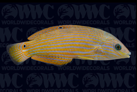 Vroliki Wrasse - Juvenile/Female - Sri Lanka