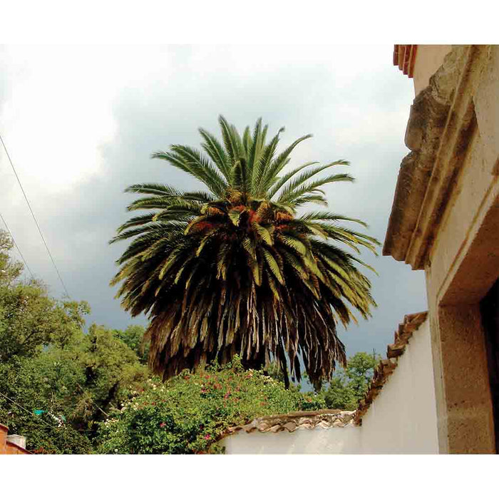 Mexico Palm Tree Gloss Poster Printed | Wallhogs