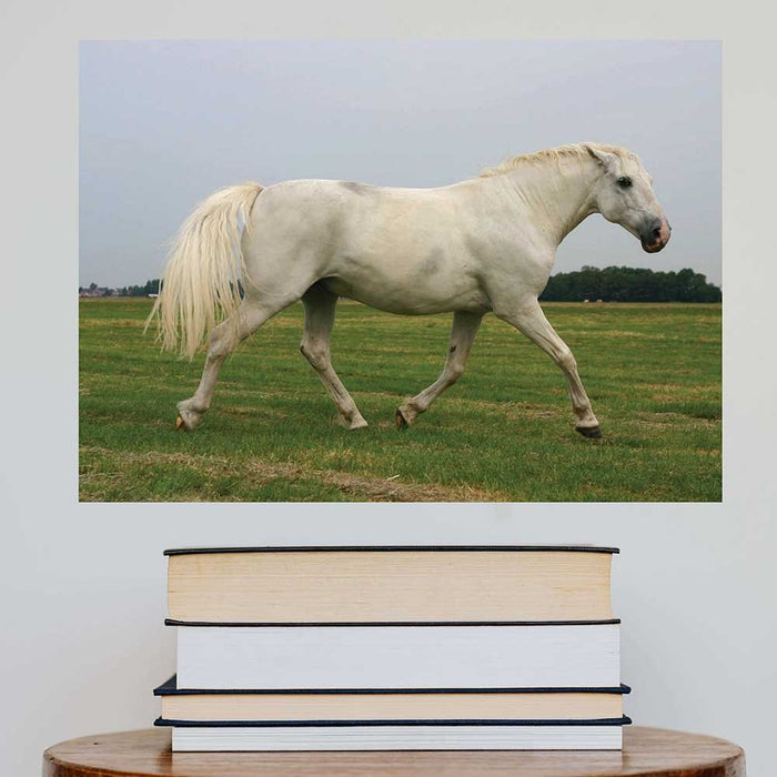 24 inch White Mustang Decal Installed on Wall