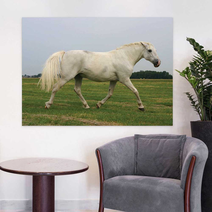 60 inch White Mustang Decal Installed in Waiting Room