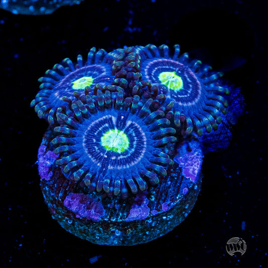 WWC Avocado Smasher Zoanthids