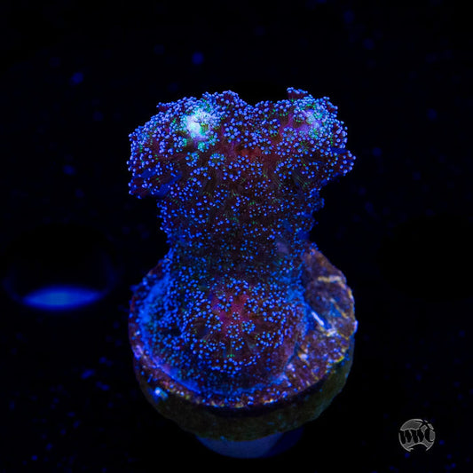 WWC Blue Stylophora