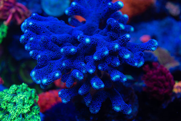 WWC Blue Stylophora - Mother Colony Photo