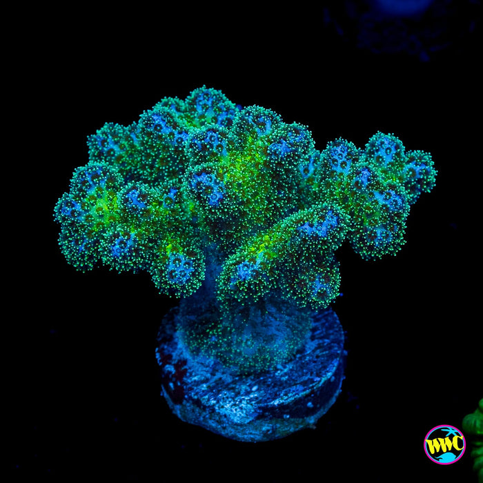 WWC Electric Pocillopora