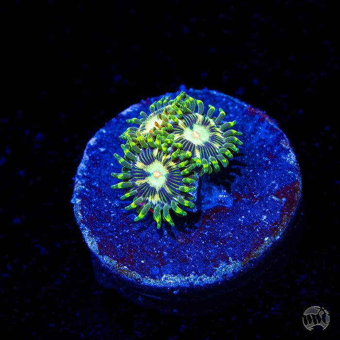 WWC Emerald Nightmare Zoanthids