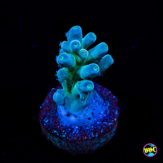 WWC Ice Breaker Acropora