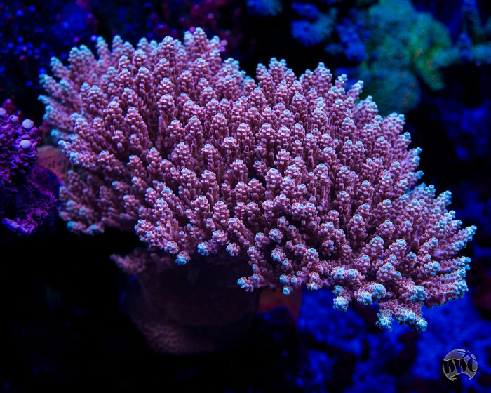 WWC Inner Planet Acropora - Mother Colony Photo