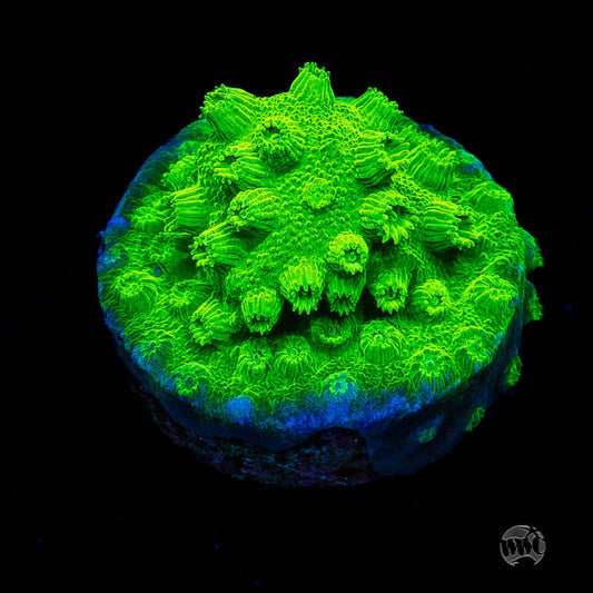 WWC Lime Green Cyphastrea