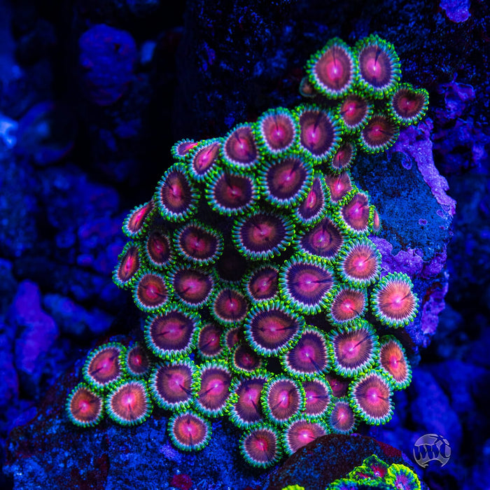 WWC Lucky Kentucky Zoanthids - Mother Colony Photo