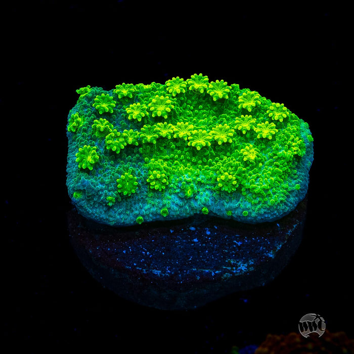 WWC Neon Astreopora