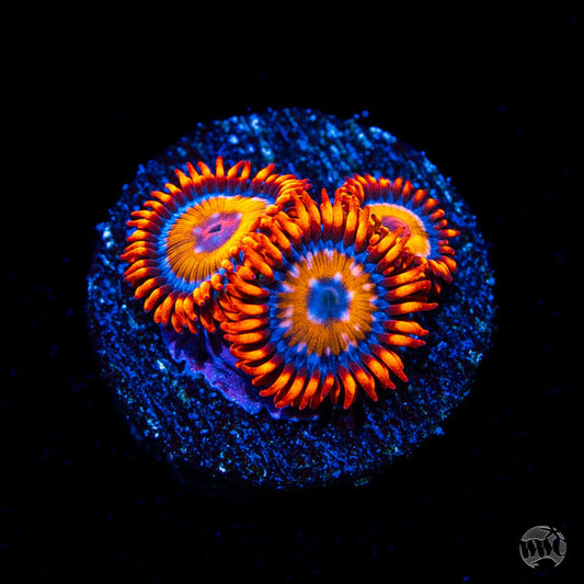 WWC Oxides Zoanthids