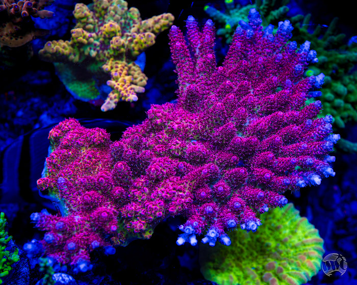 WWC Ruby Runner Acropora