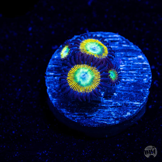 WWC Saltwater Taffee Zoanthids